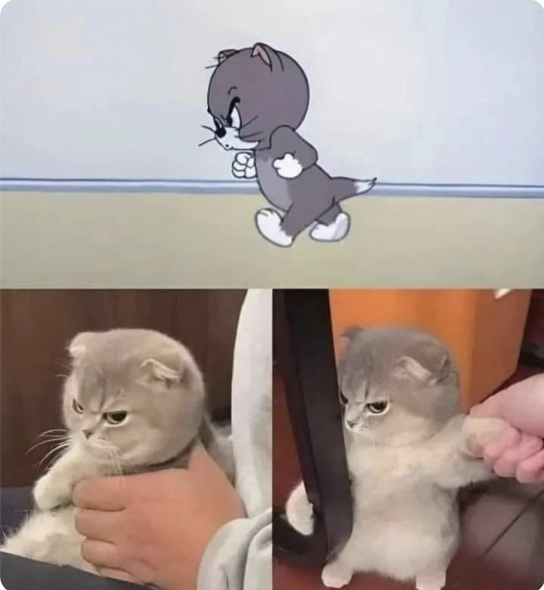 Junger-Tom-Katzen-Meme