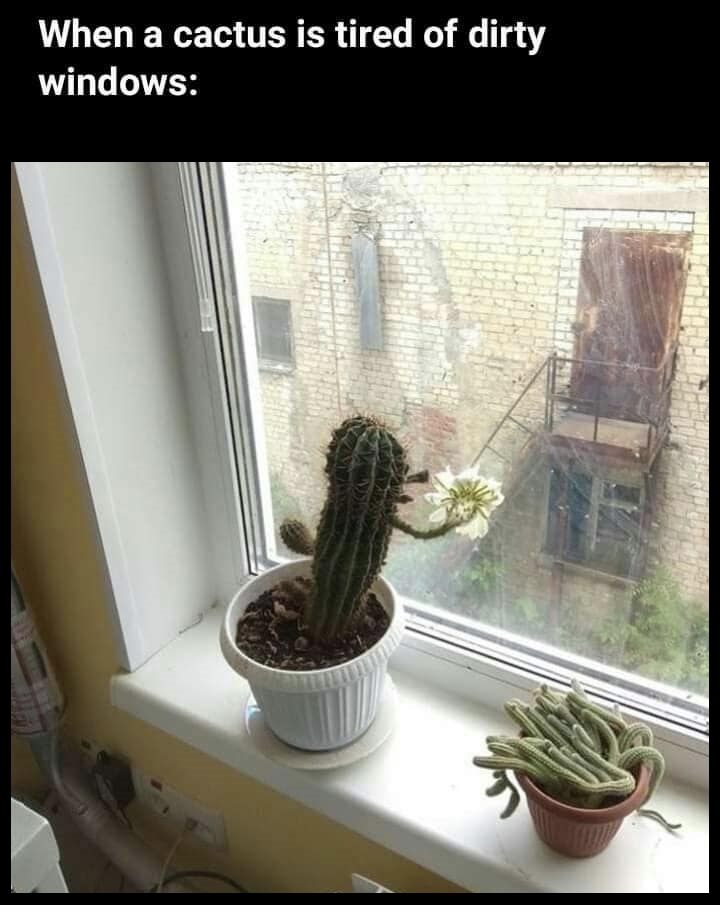 Kaktus-putzt-das-Fenster