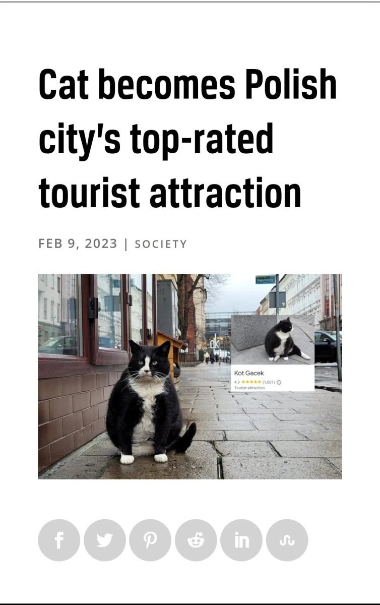 Polnische-Katze-wird-zur-bestbewertesten-Touristen-Attraktion