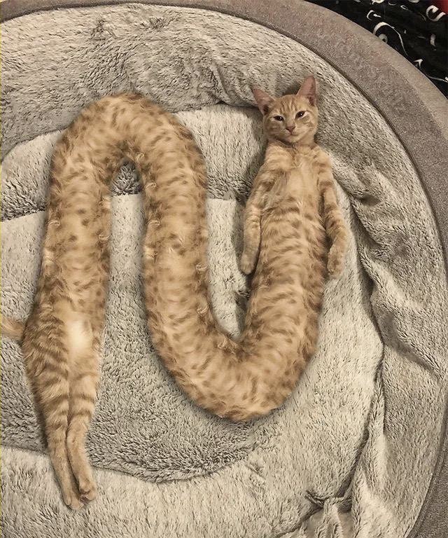 Katzenschlange-Photoshop