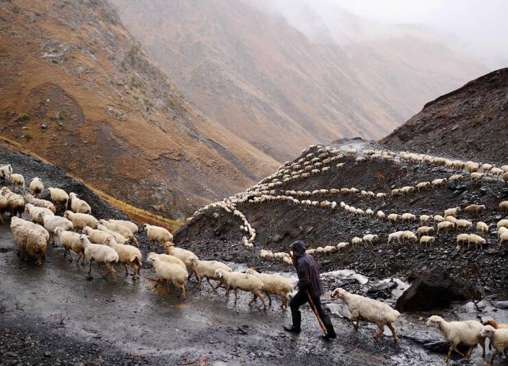 Schafe-gehen-auf-verschiedenen-Wegen-den-Berg-hoch