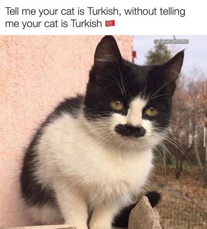 Tuerkische-Katze-Meme