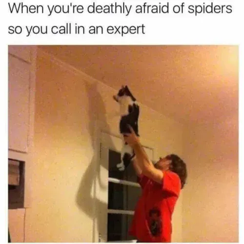 Katze-faengt-Spinnen