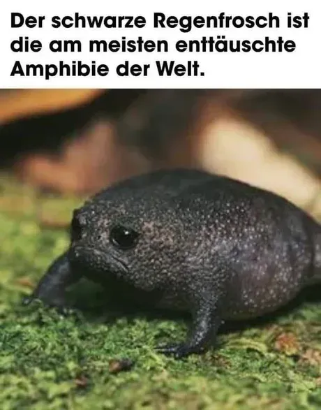Schwarzer-Regenfrosch