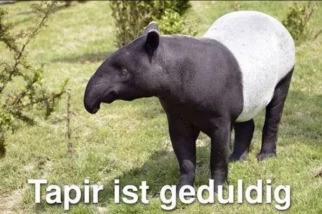 Tapir-ist-geduldig