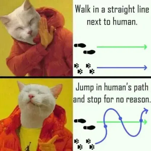 Warum-Katzen-immer-in-den-Weg-laufen