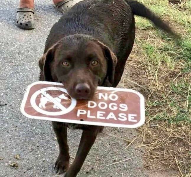 Bitte-keine-Hunde-Schild