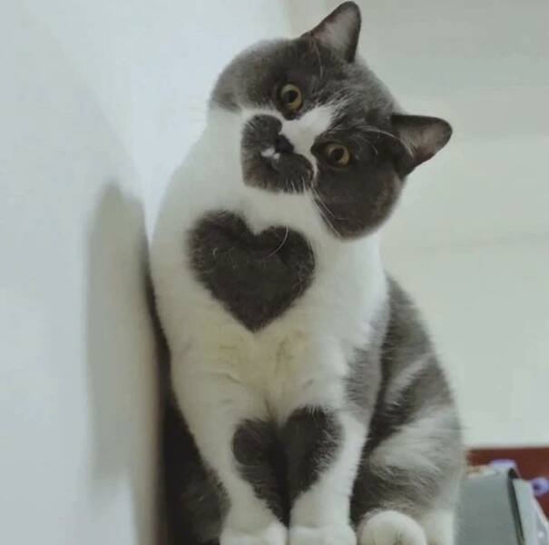 Herz-Katze