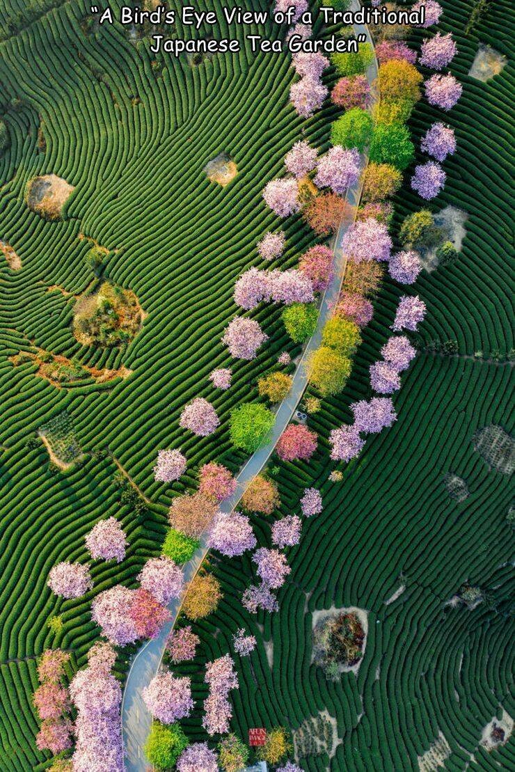 Japanischer-Teegarten