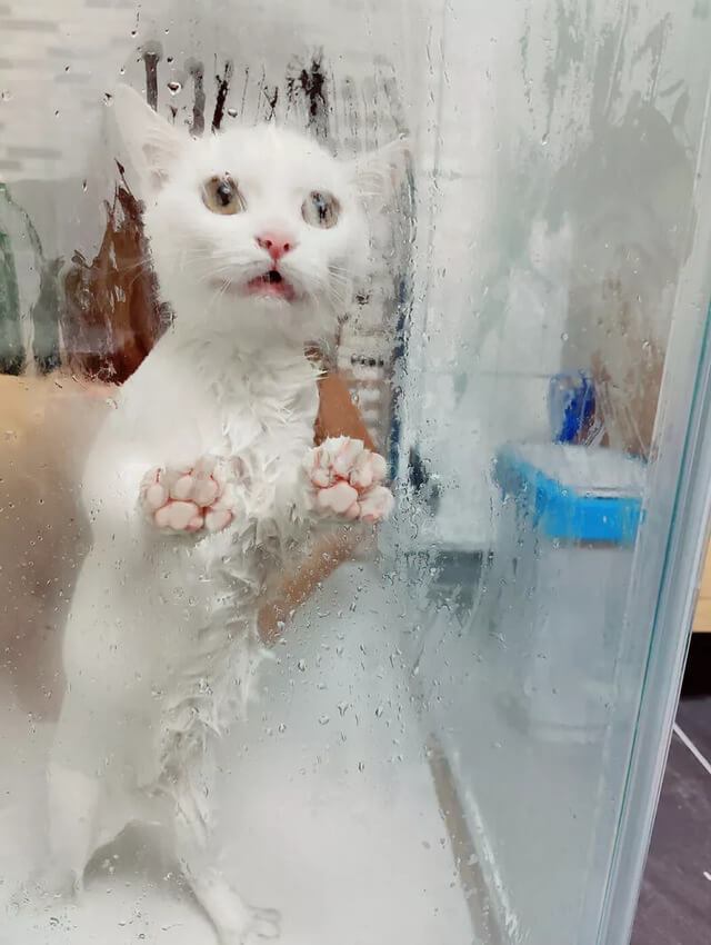 Katze-duscht