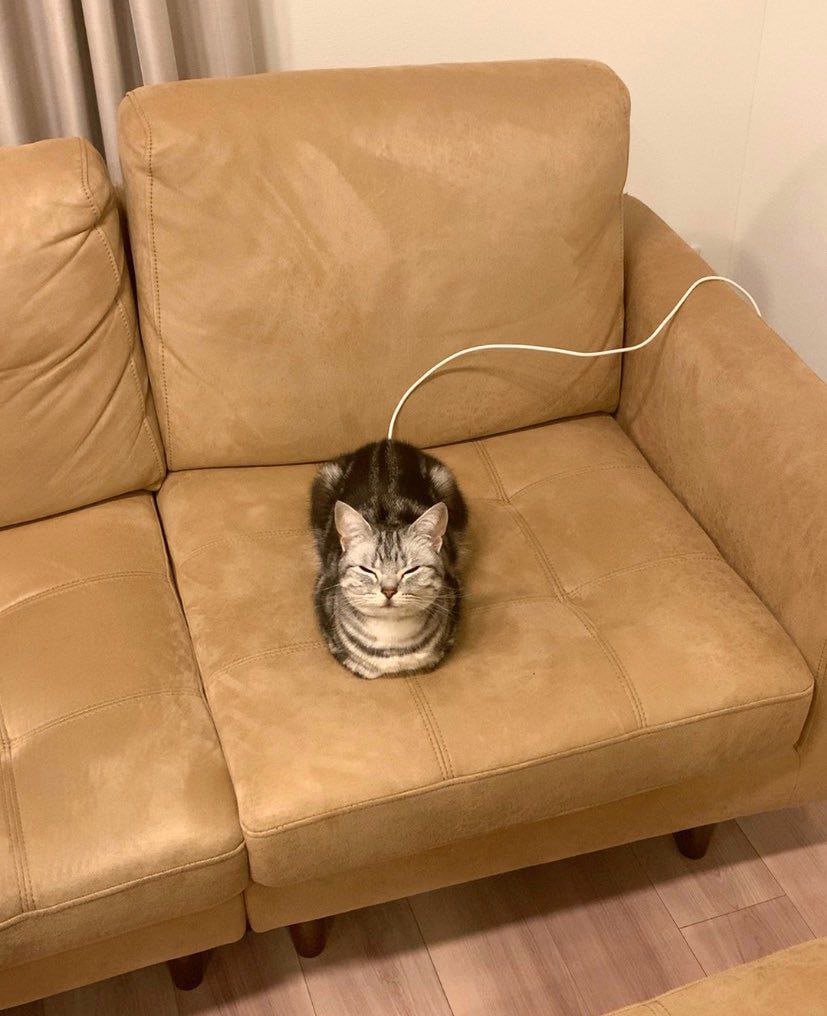 Katze-mit-Ladekabel