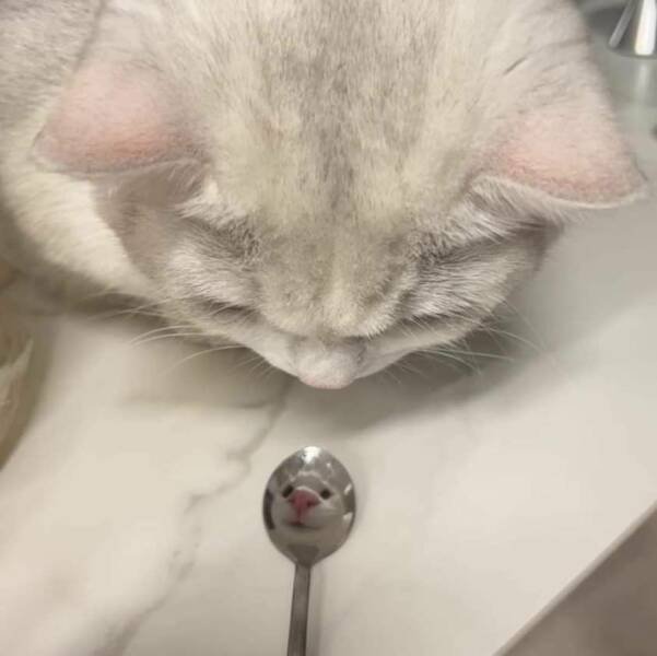 Katze-spiegelt-sich-im-Loeffel