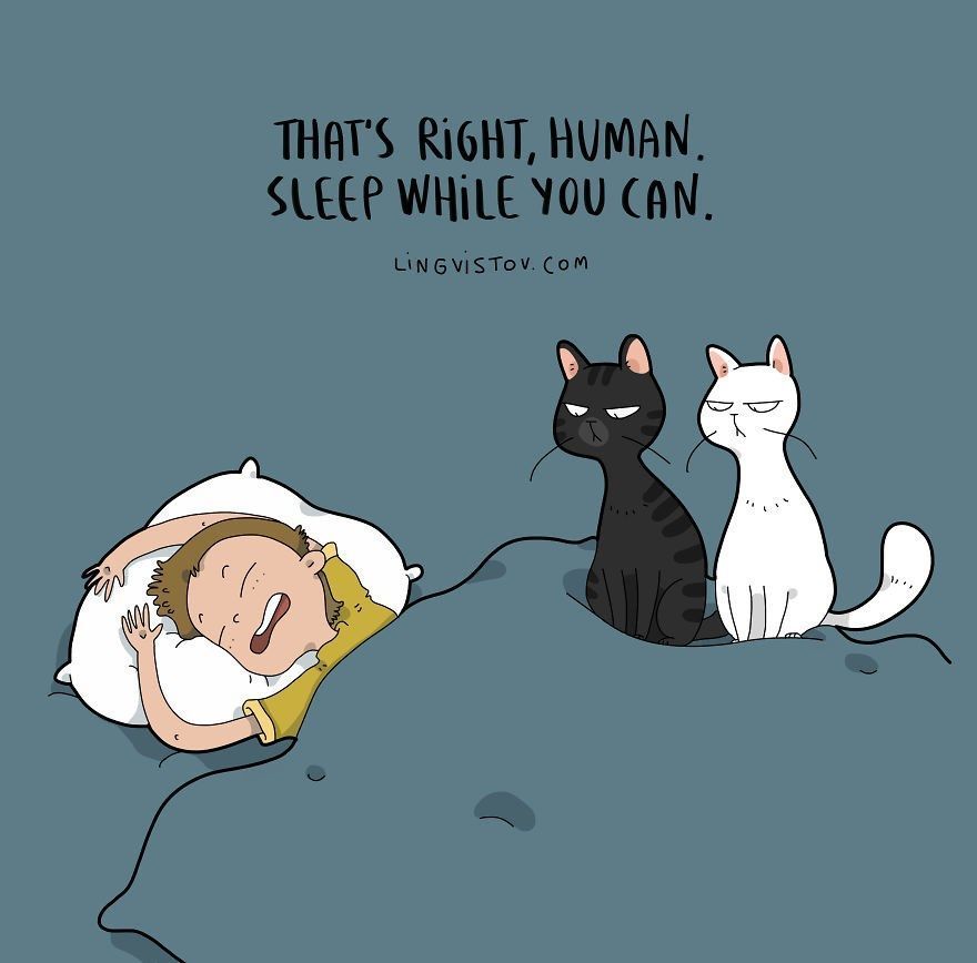 Katzen-und-Menschen-im-Schlaf