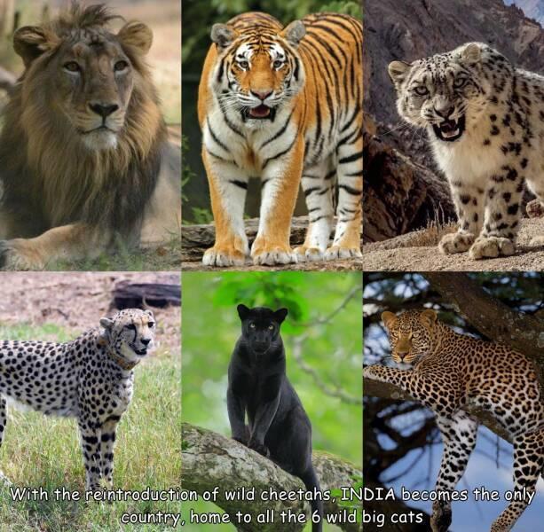 All-wild-big-Cats