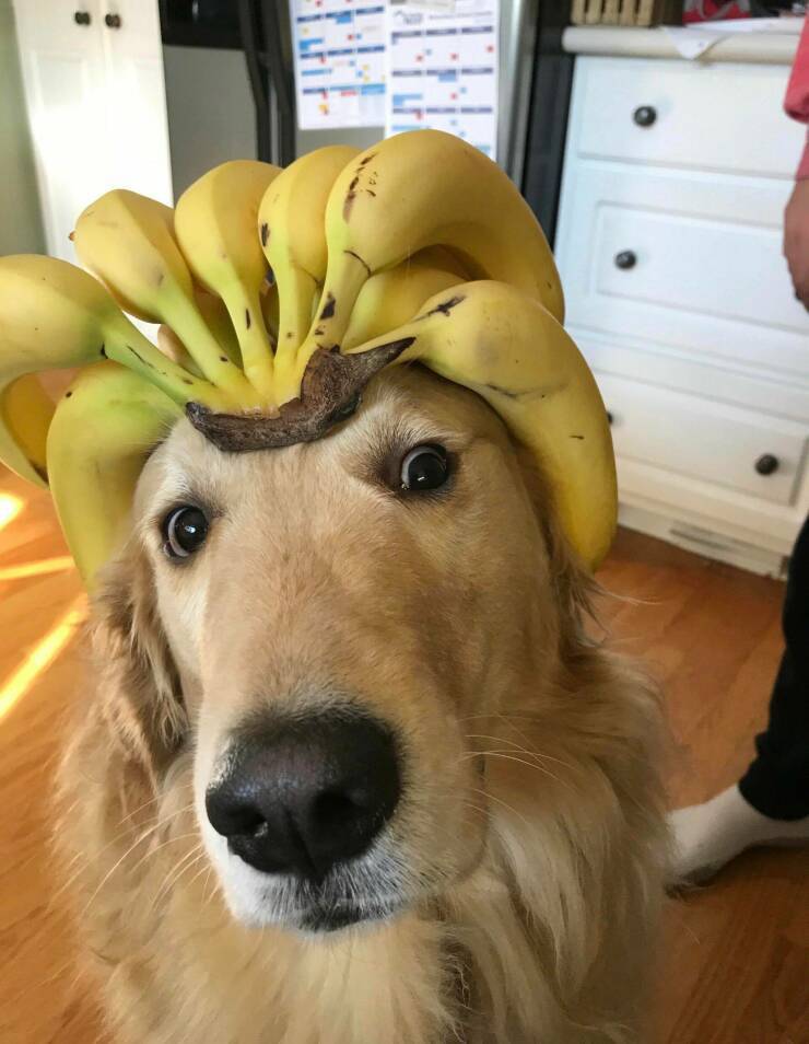 Banana-Dog