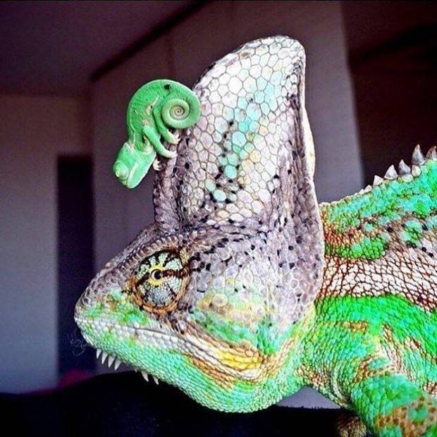 Baby-Chamaeleon