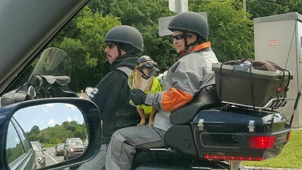 Hund-auf-dem-Motorrad-mit-Helm