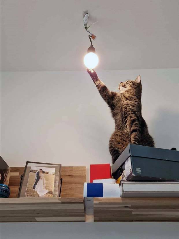 Katzen-und-Licht