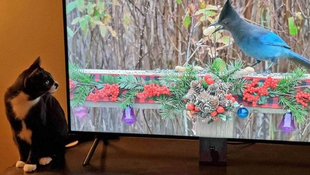 Fernsehen-fuer-Katzen