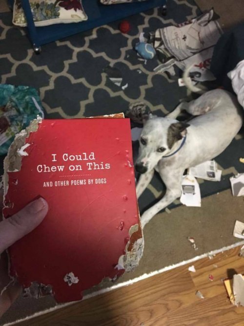Hund-zerkaut-ein-Buch
