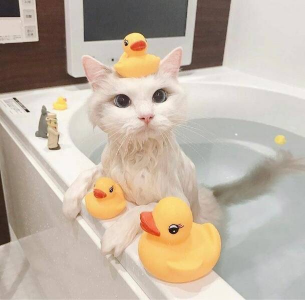 Katze-badet