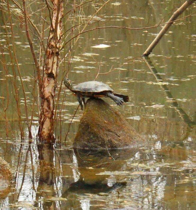 Schildkroete-gestrandet