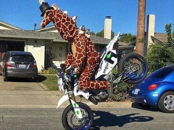 Giraffe-faehrt-Motorrad