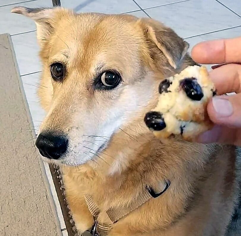 Hundekuchen-Meme