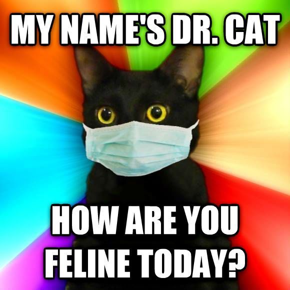 How-are-you-feline-today-Memejpg