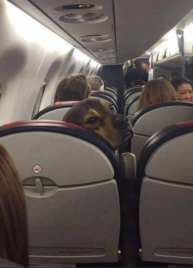 Hund-im-Flugzeug-erlaubt