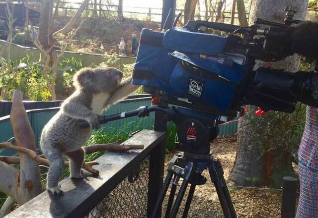 Koala-Kamera