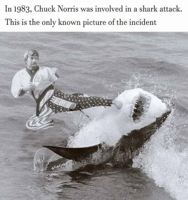 Chuk-Norris-Shark-Attack-Meme