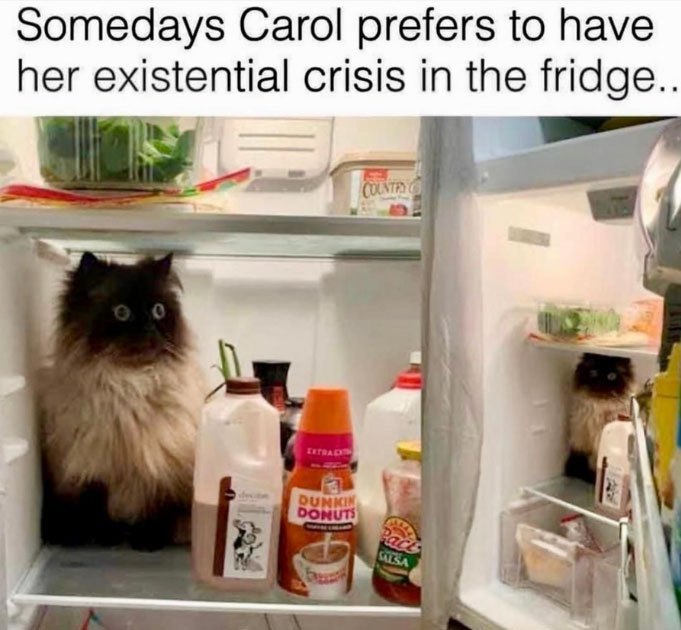 Existenzkrise-im-Kuehlschrank-Carol-the-Cat-Meme