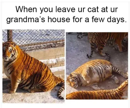 Fetter-Tiger-Meme