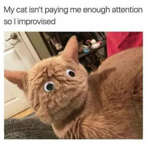Katze-schenkt-mir-nicht-genug-Aufmerksamkeit