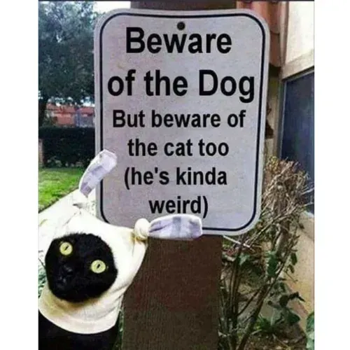 Warnung-vor-der-Katze