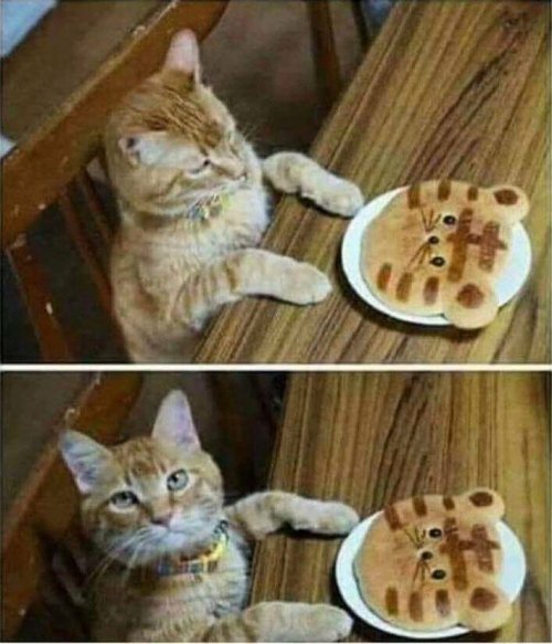 Cat-at-Table-Meme