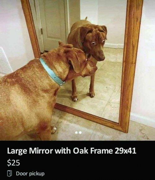 Dog-Mirror-Meme