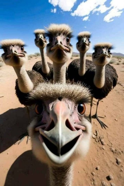 Emu-oder-Straus