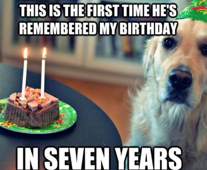 Hund-hat-7-mal-im-Jahr-Geburtstag