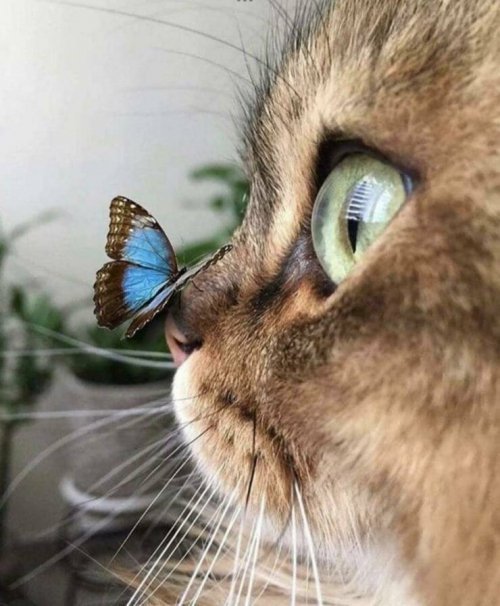 Katze-mit-Schmetterling