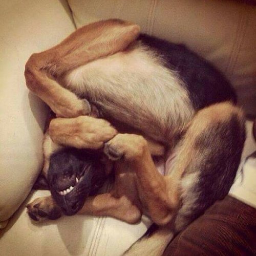 Komische-Schlafposition-bei-Hunden