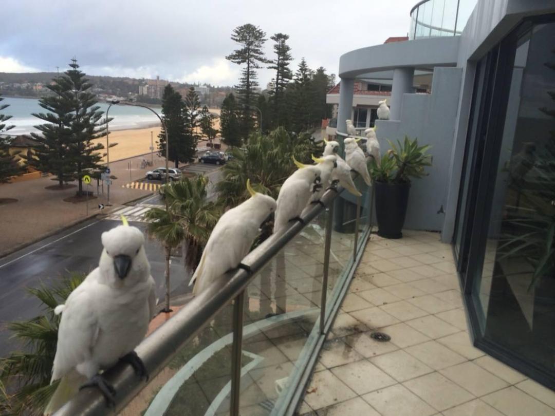 Papagei-auf-dem-Balkon