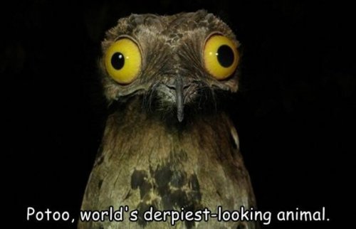 Potoo-Meme